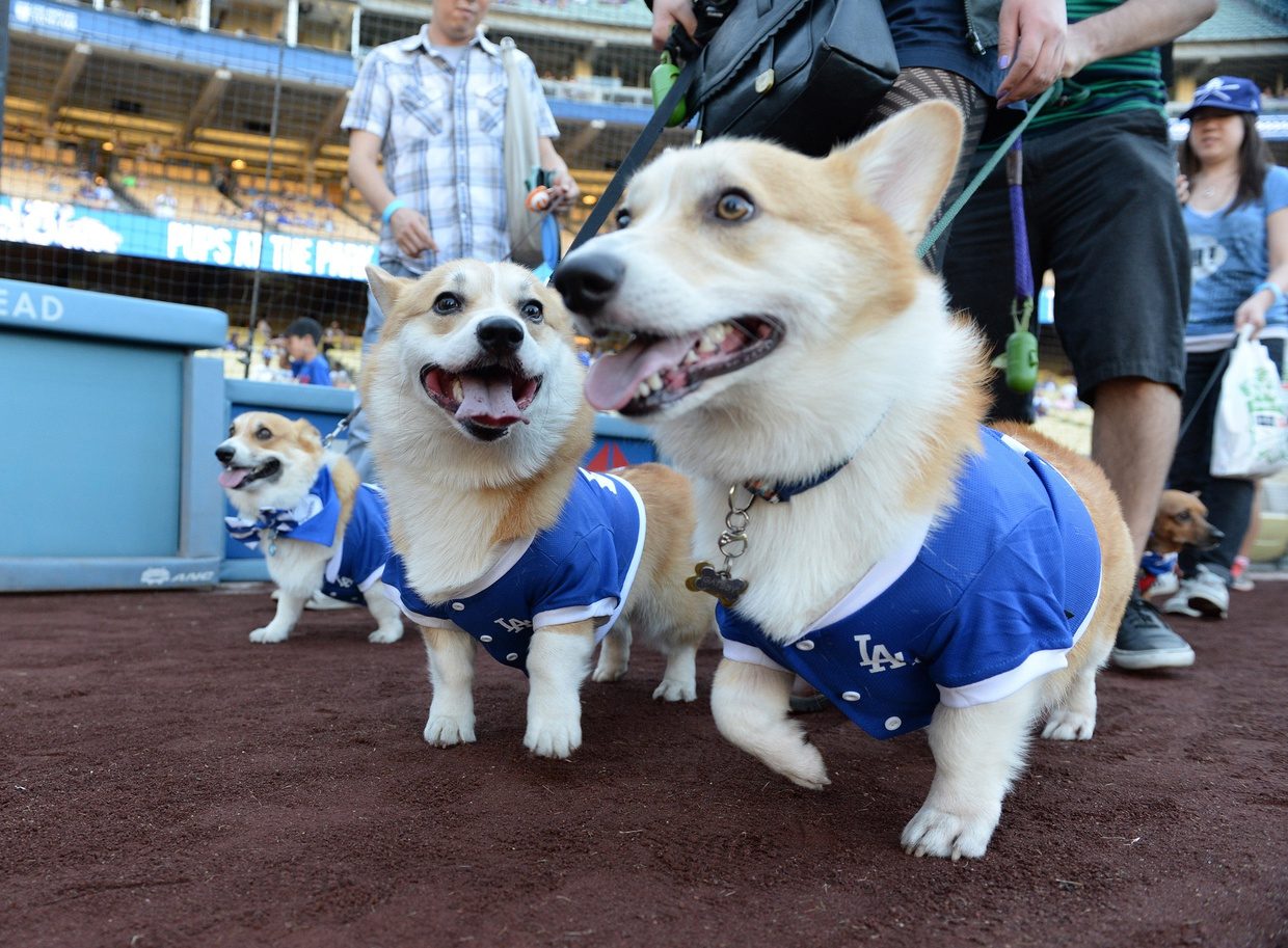 Bark in the Park draw Dodger fans and pets to the last week of play