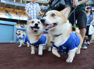 Los Angeles Dodgers on X: Dodger dogs! 🐶 It's Pups at the Park