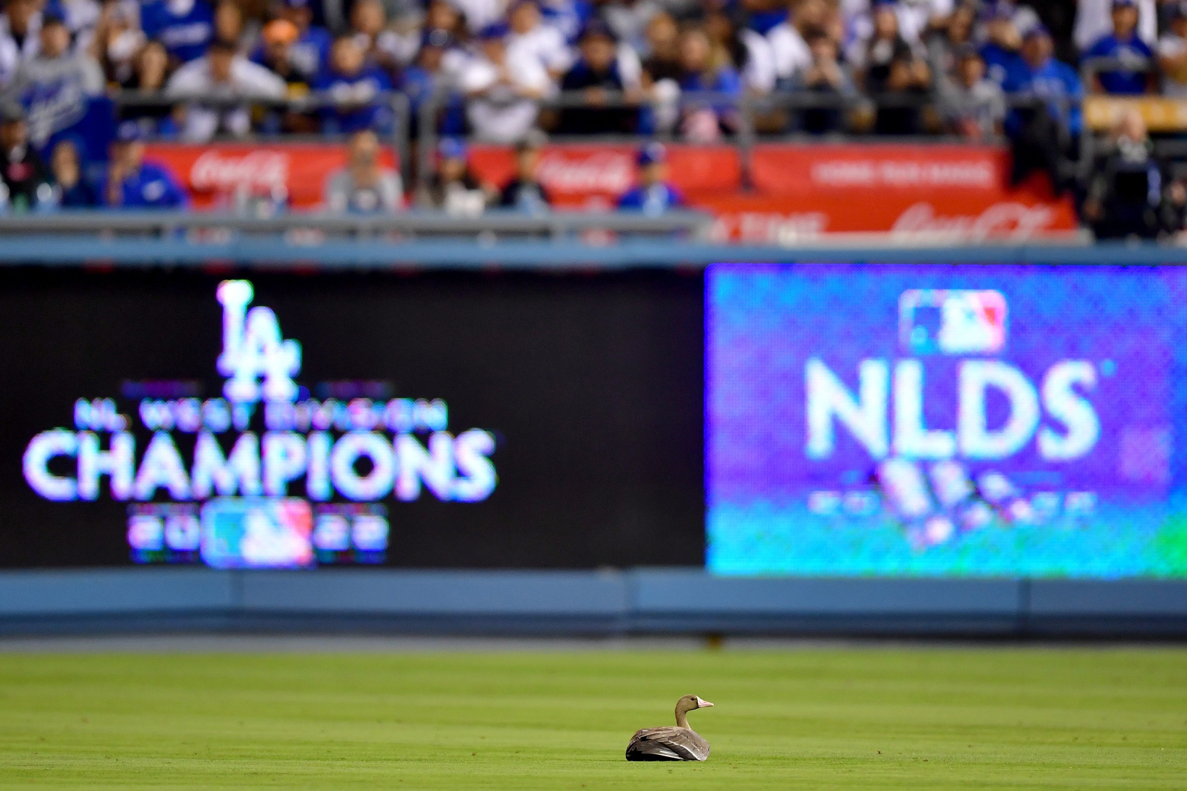 David Peralta's foul ball nearly hits bird at Dodger Stadium - Los Angeles  Times