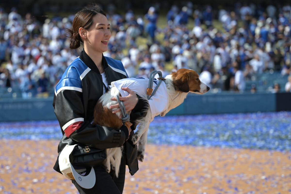 Nov 1, 2024; Los Angeles, CA, USA;  Mamiko Tanaka, wife of Los Angeles Dodgers designated hitter Shohei Ohtani (17), holds their dog Decoy as she walks with on the field following the teams World Series Championship Celebration at Dodger Stadium. Mandatory Credit: Jayne Kamin-Oncea-Imagn Images